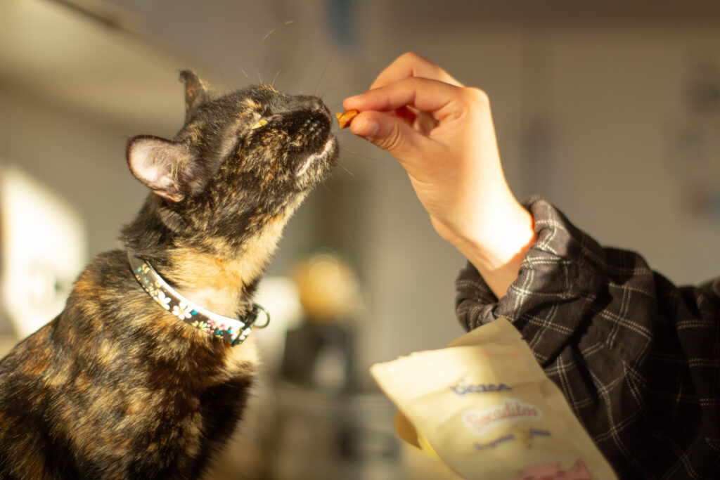 Consejos y Tenencia Responsable